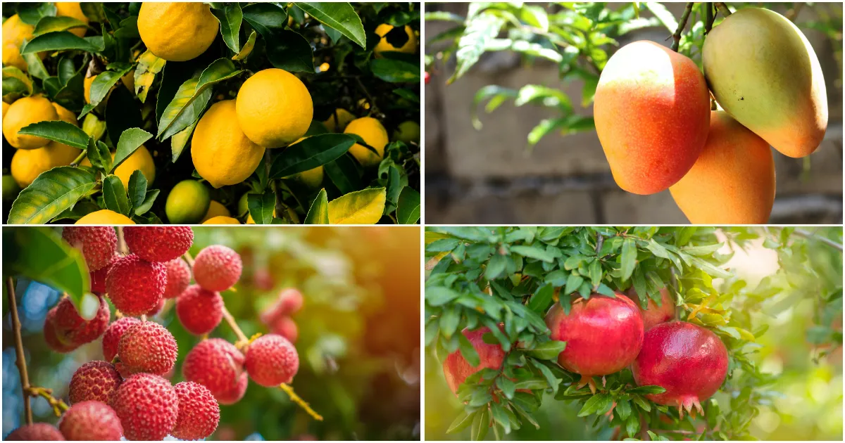 Fruits Farming Tips