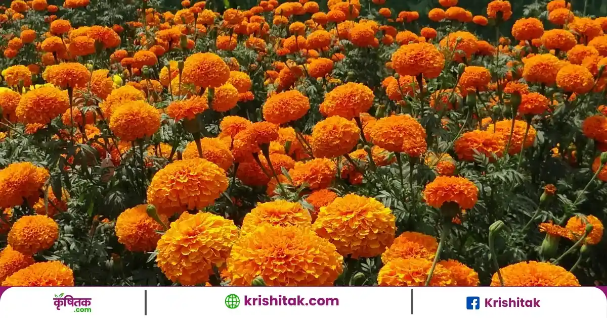 Arka Bhanu Marigold New Variety