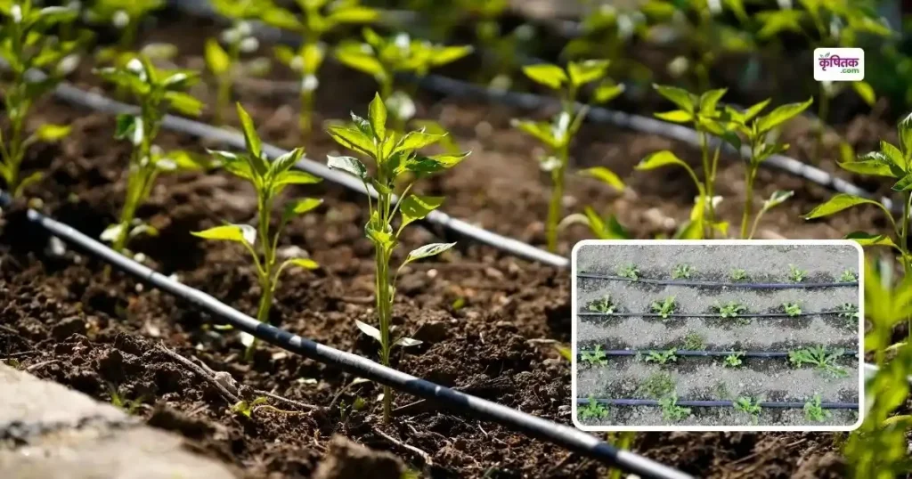 israel Technology Drip irrigation