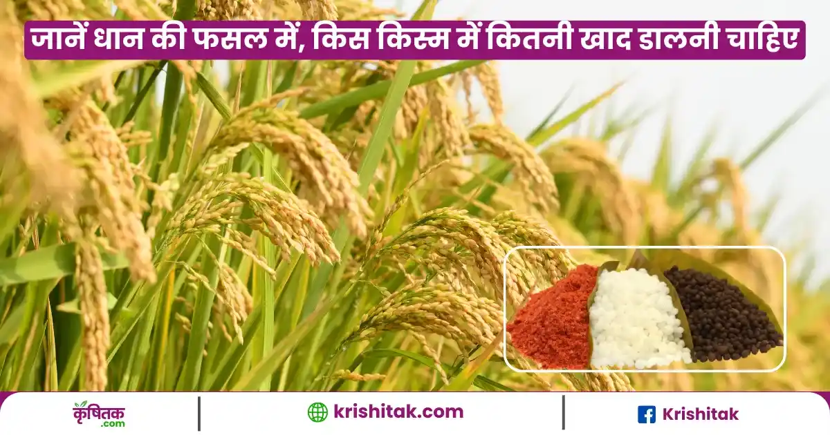 Dhan Ki Kheti Me Urvarak Ka Prayog