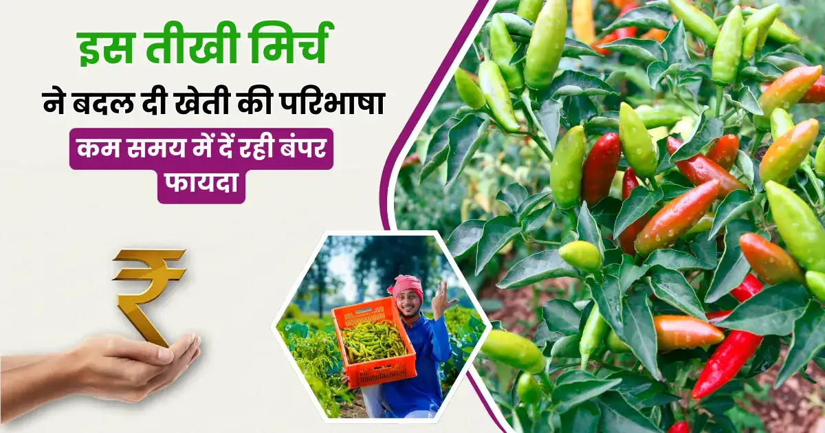 Hari Mirch Ki Kheti