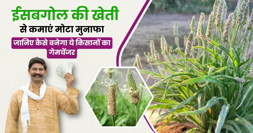 Isabgol Ki Kheti Kaise Karen