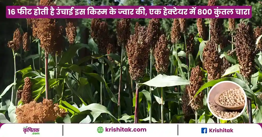 Mega Sweet Jwar Ki Kheti