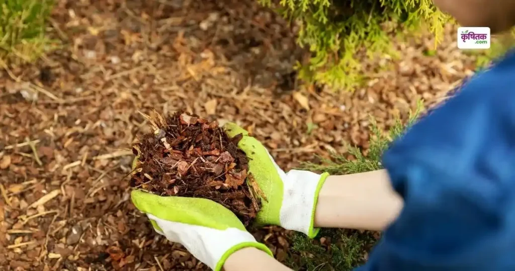 Organic Mulching Ke Fayde
