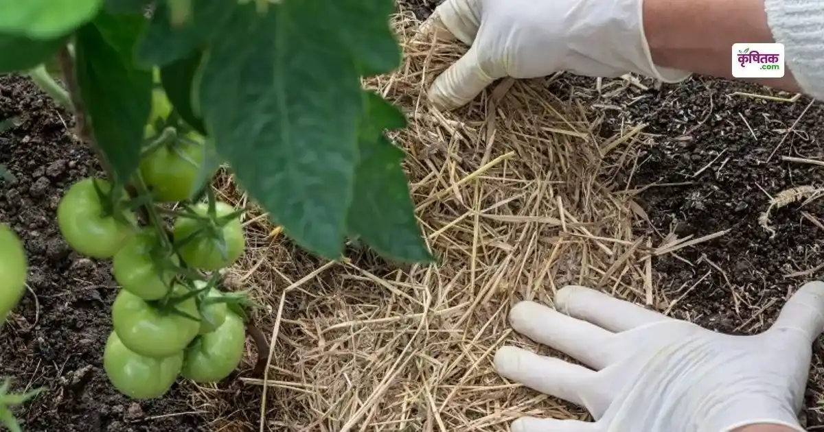 Organic Mulching Ke Fayde