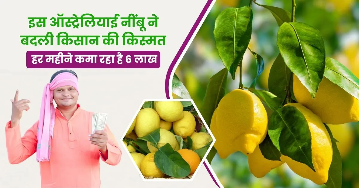 Australian Seedless Lemon Cultivation
