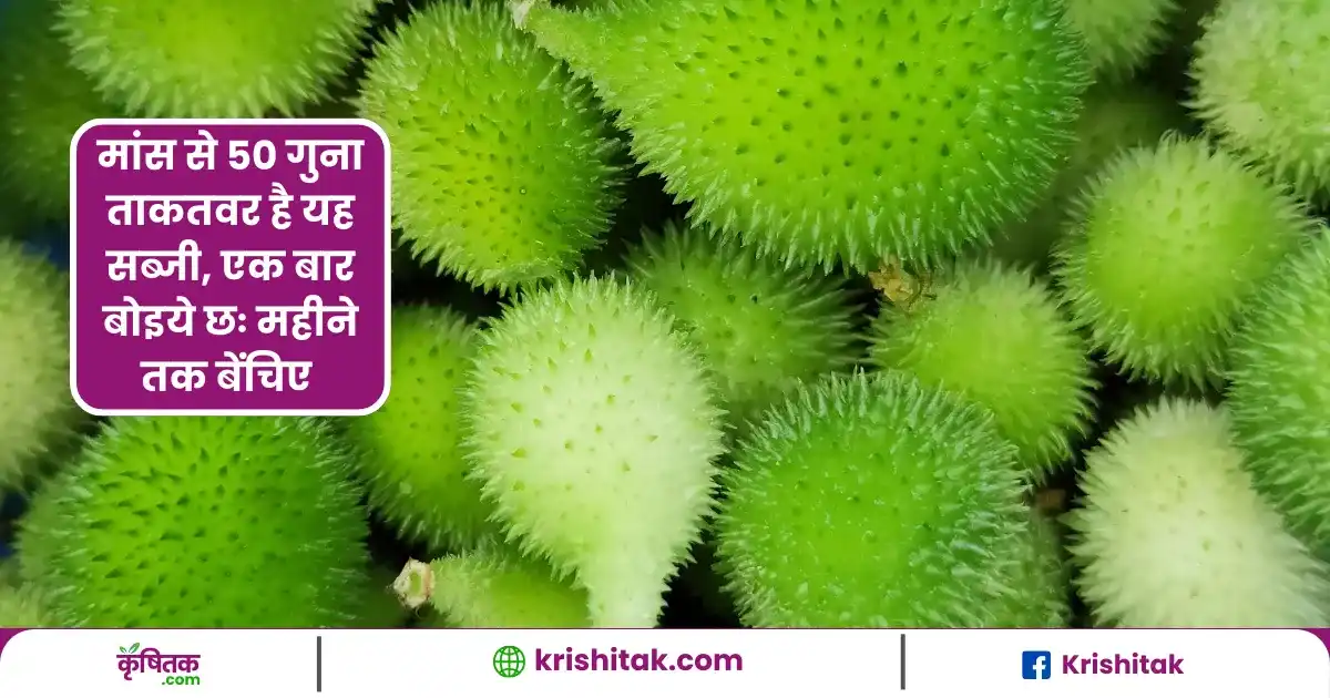 Kantola ki kheti
