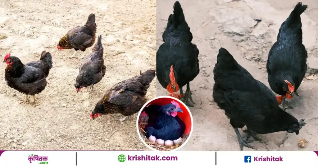 Australorp Chicken Farming