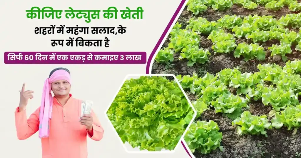 Lettuce Ki Kheti