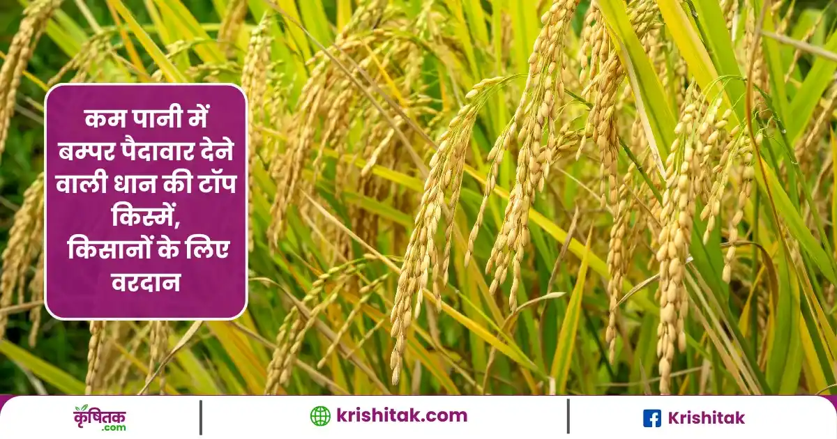 कम पानी में बम्पर पैदावार देने वाली धान की टॉप किस्में, किसानों के लिए वरदान