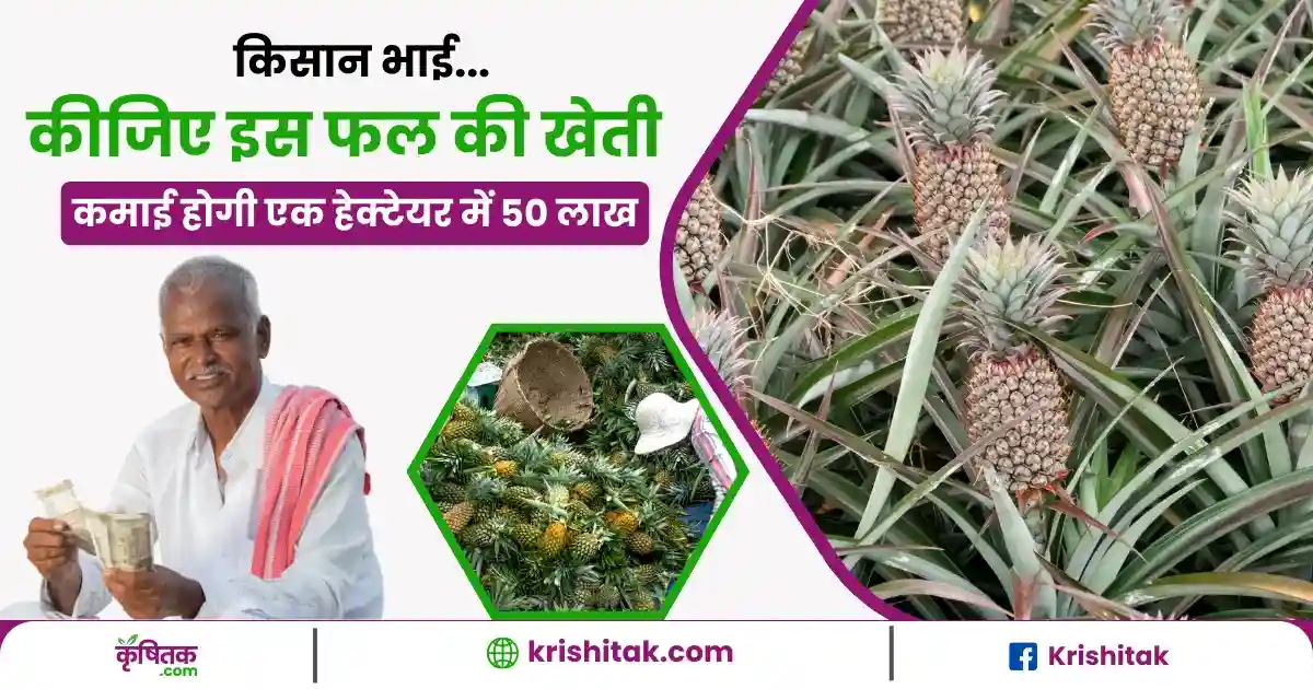 Pineapple Ki Kheti