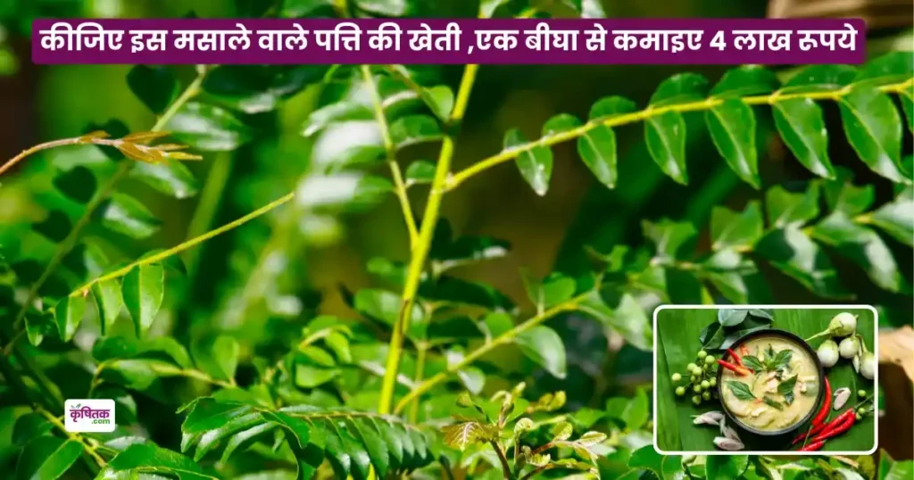 Kadi Patta Ki Kheti