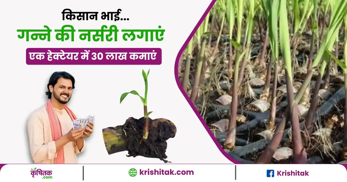 Ganne Ki Nursery