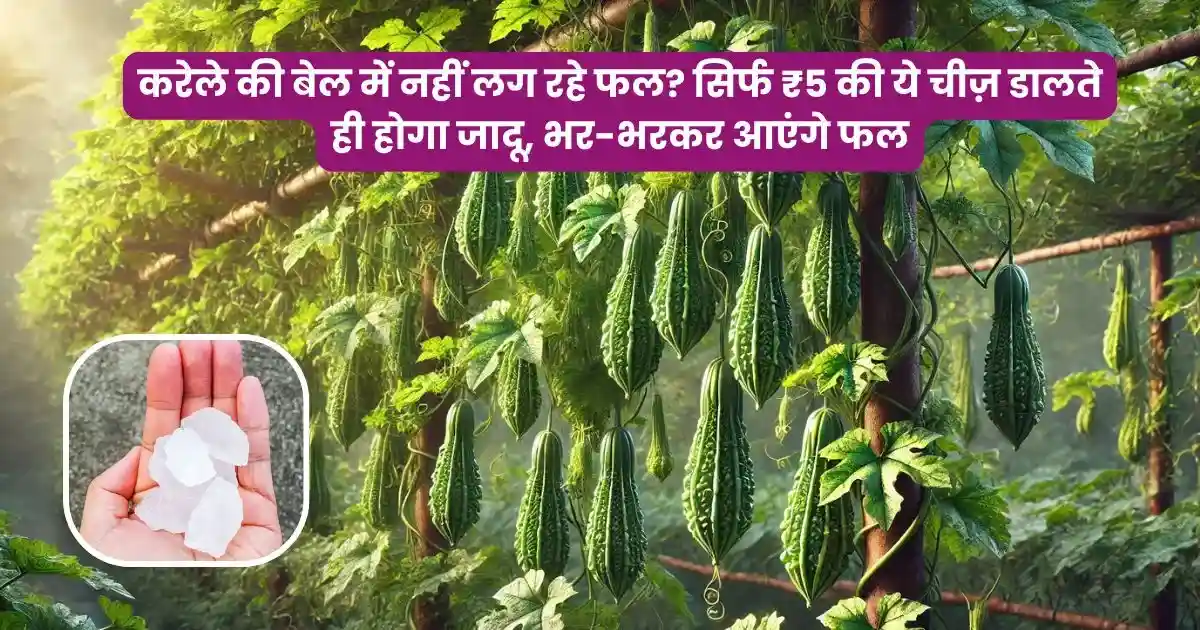 Fitkari Se Karele Ki Paidawar Badhayen