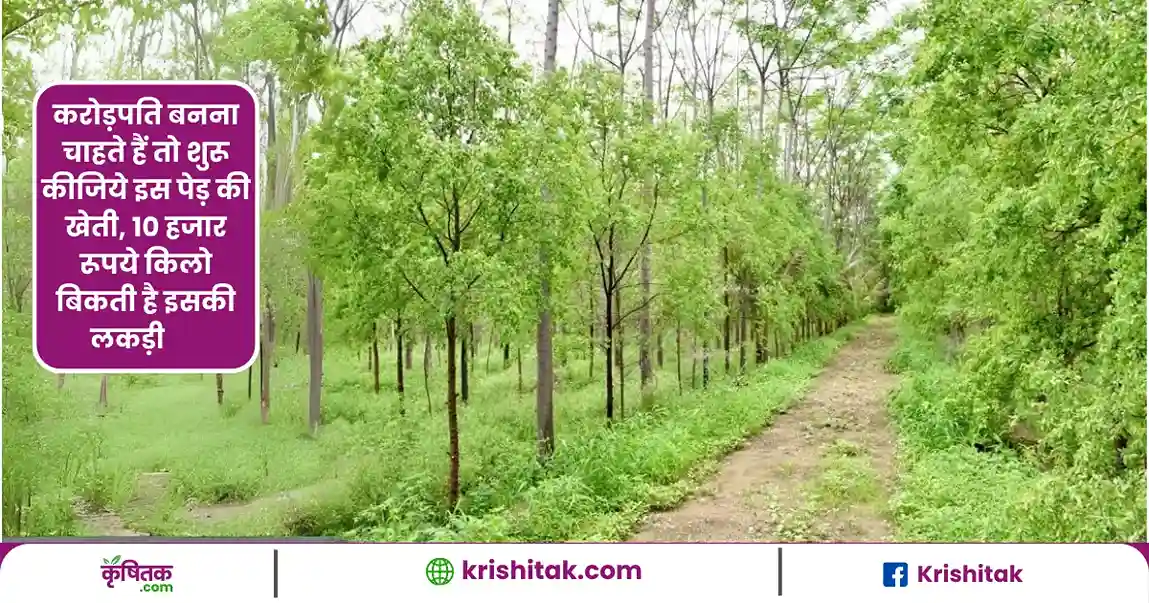 Safed Chandan Ki Kheti