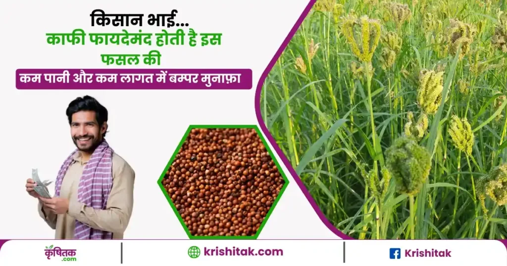 Ragi ki kheti