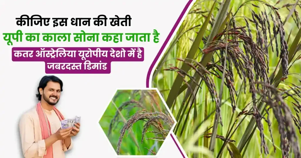 Kala Namak Dhaan Ki Kheti