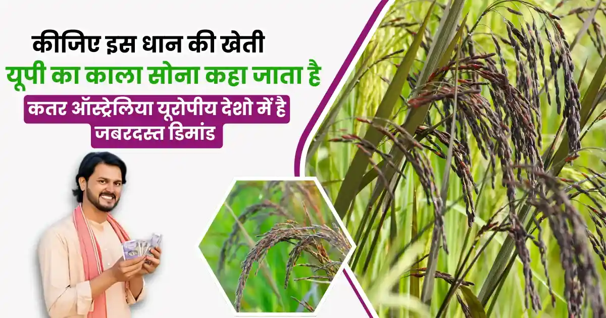 Kala Namak Dhaan Ki Kheti