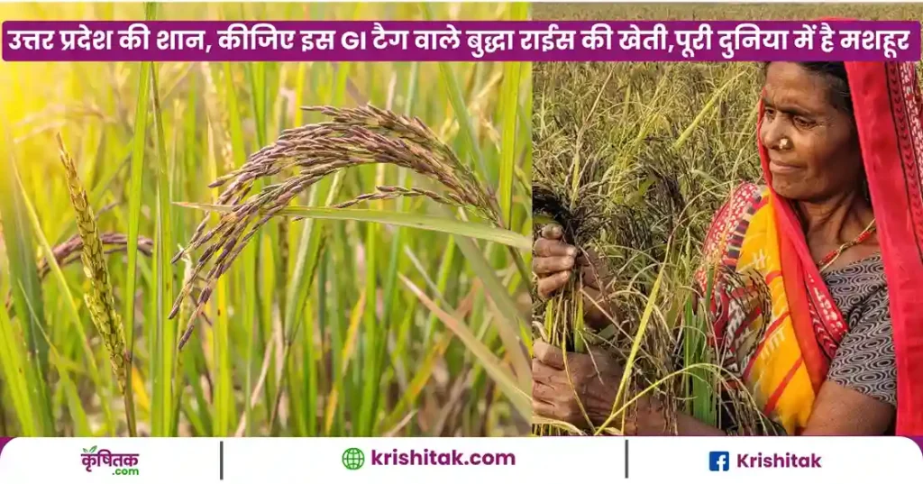 Kala Namak Dhan Ki Kheti
