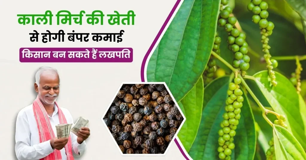 Kali Mirch Ki Kheti