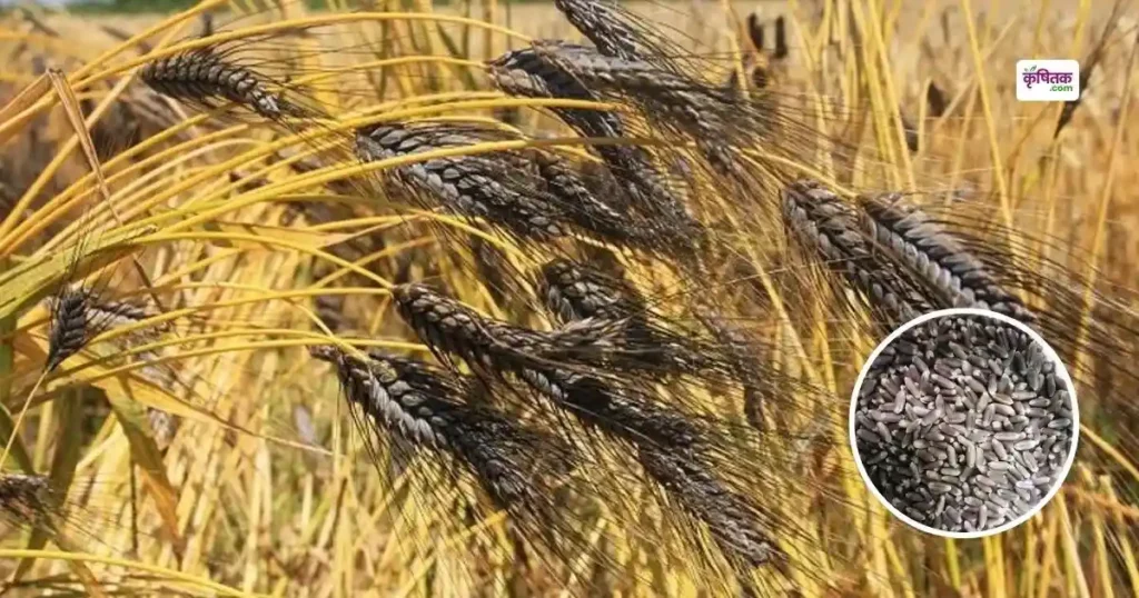 Black Wheat Farming