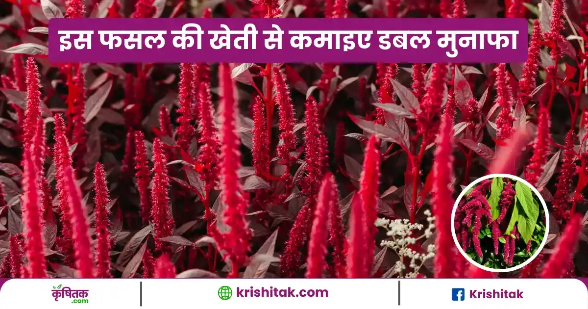 Ramdana Ki Kheti