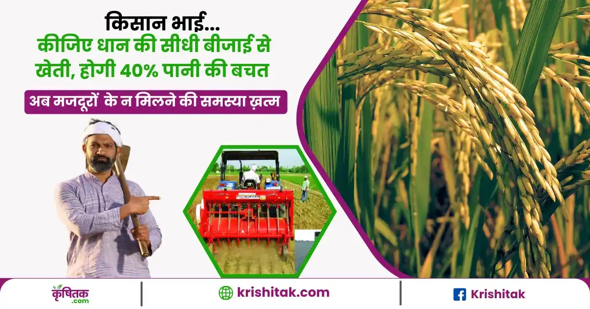 Dhan Ki Sidhi Bijai Kaise Karen