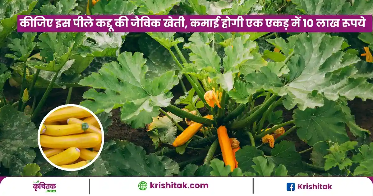 Pile Kaddu Ki Kheti
