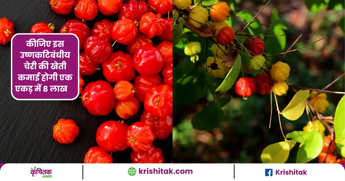 Surinam cherry farming