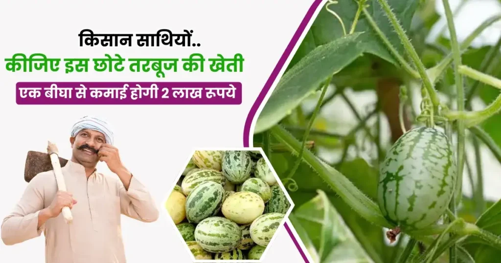 Kachri Ki Kheti Kaise Karen