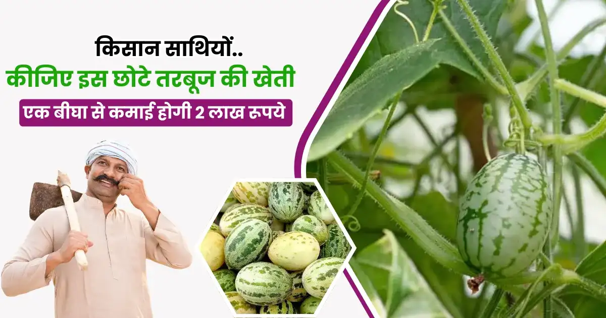 Kachri Ki Kheti Kaise Karen