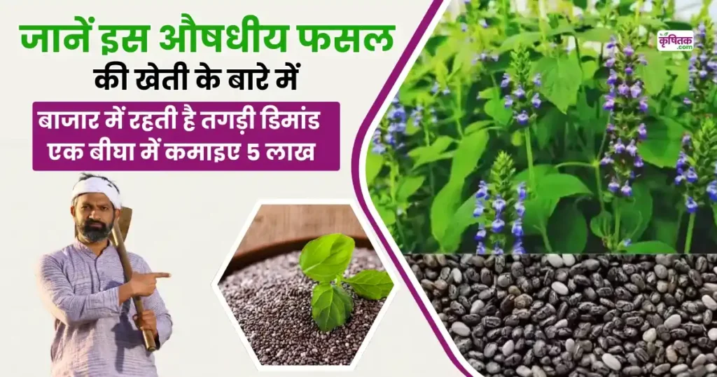 Chia Farming