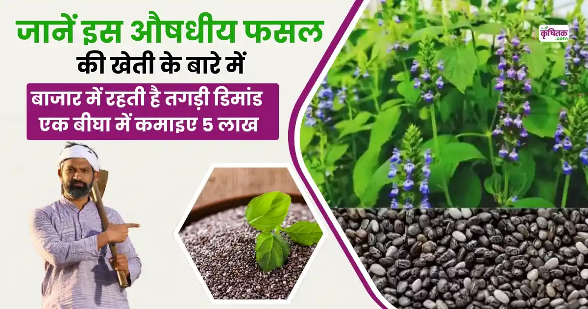 Chia Farming