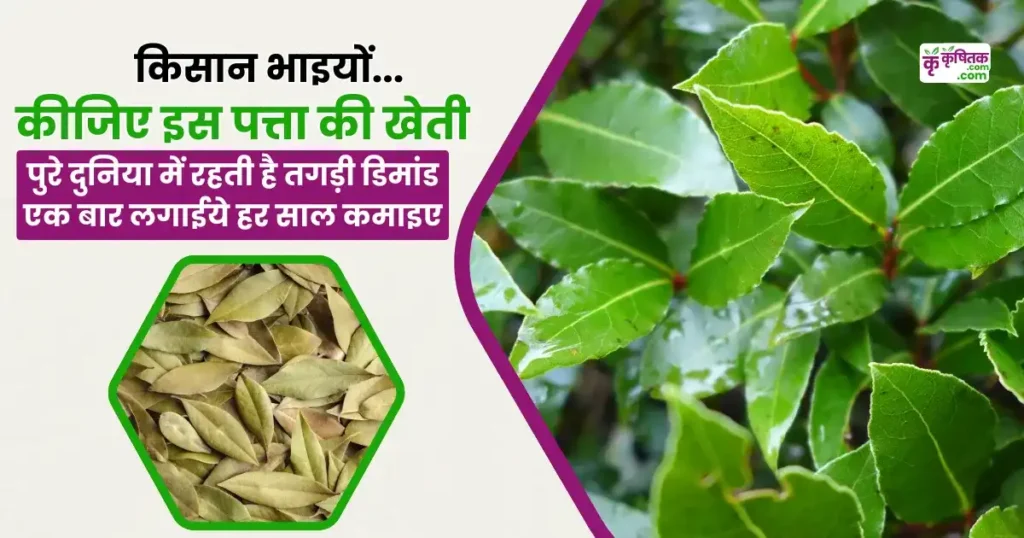 Tej Patta Ki Kheti Kaise Karen