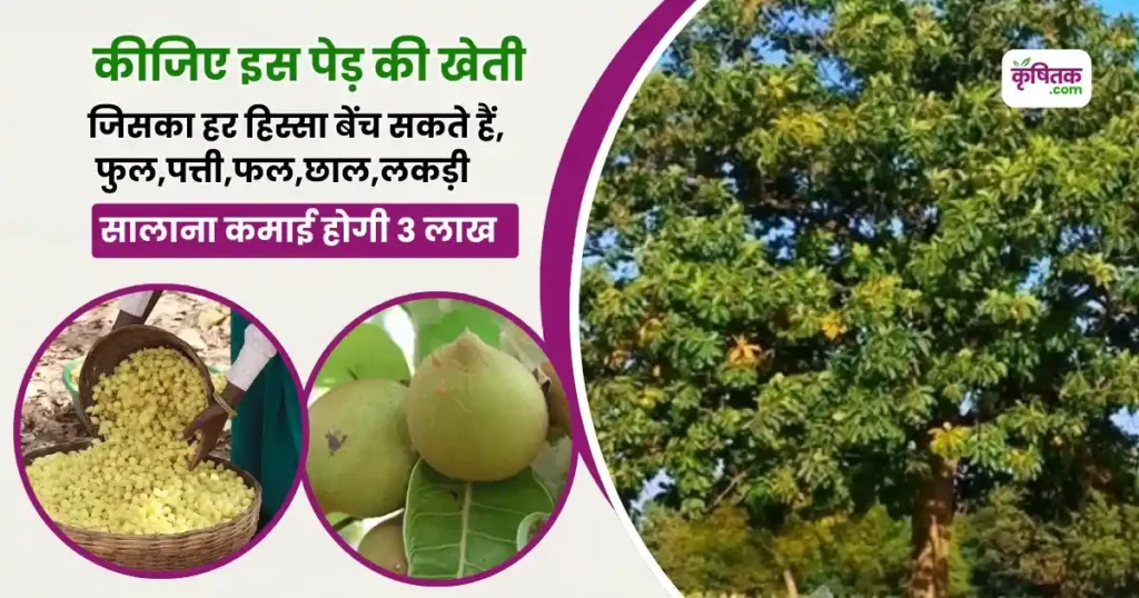 Mahua Ki Kheti