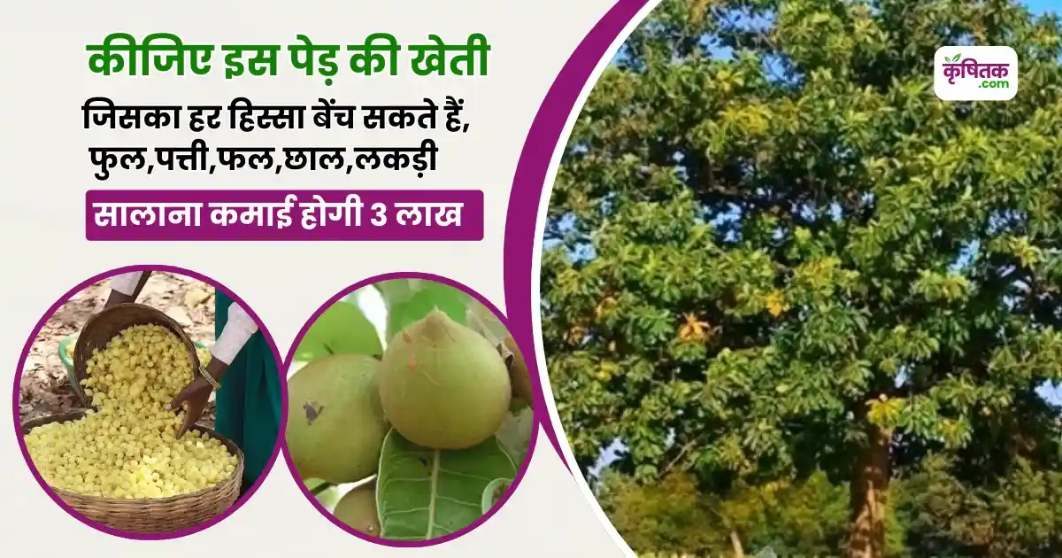 Mahua Ki Kheti