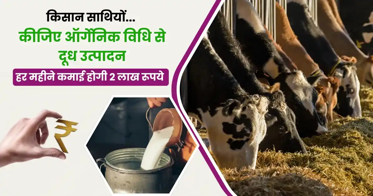 Organic dairy farming