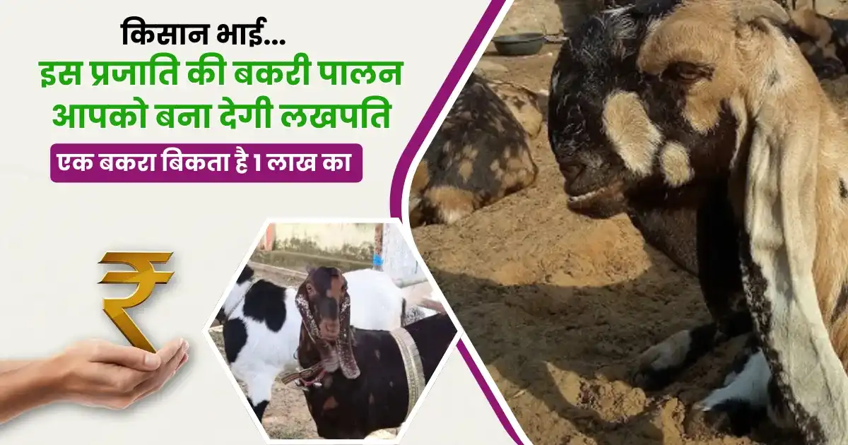 Totapuri Bakri Palan