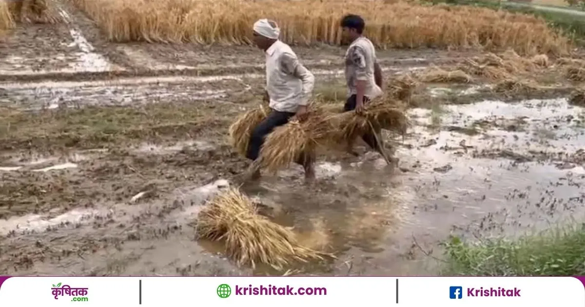 mukhymantri fasal sahayta Yojana crop damage relief