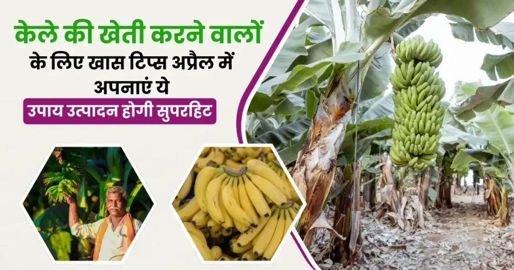 Banana Farming Tips