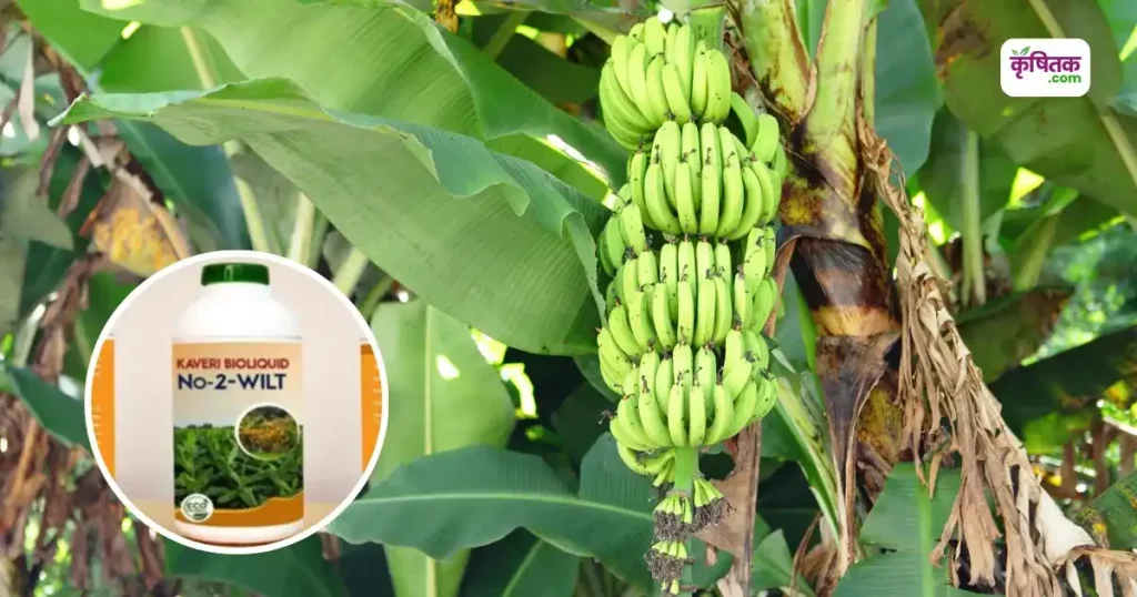 केले में फैल रही है फ्यूजेरियम विल्ट की बीमारी