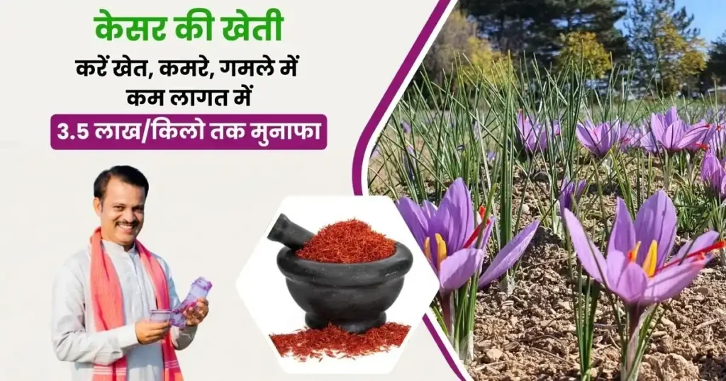 kesar ki kheti kaise karen