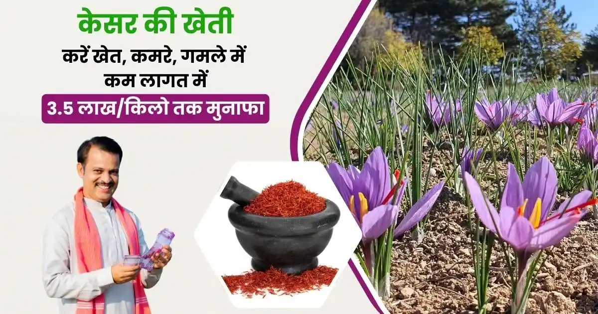 kesar ki kheti kaise karen