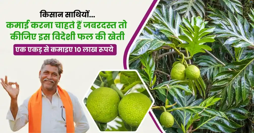 Bread Fruit Farming