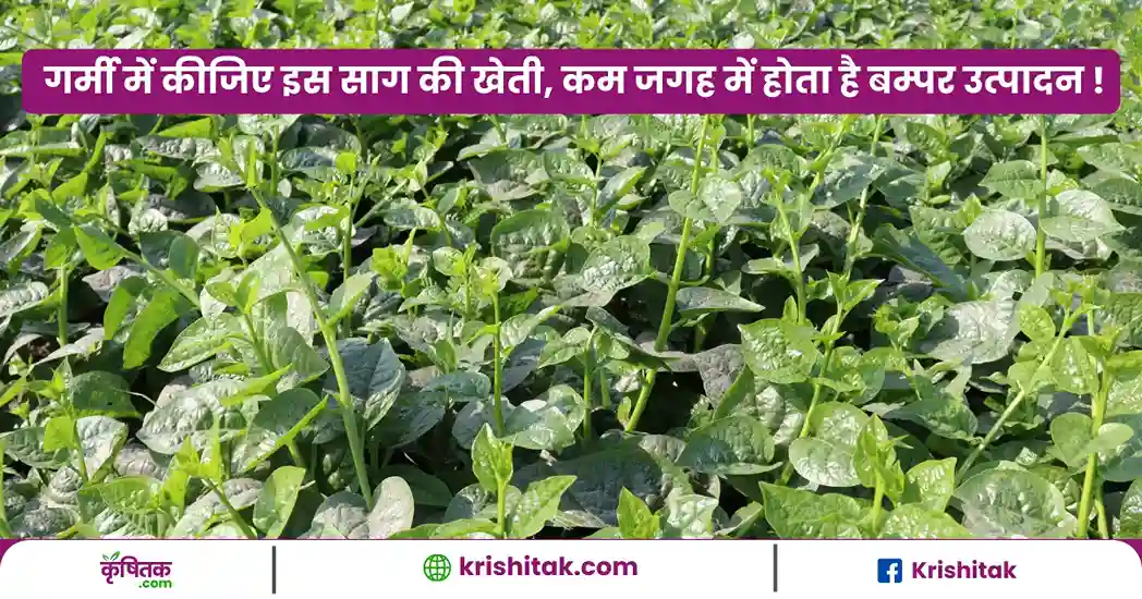 Malabar Palak Ki Kheti