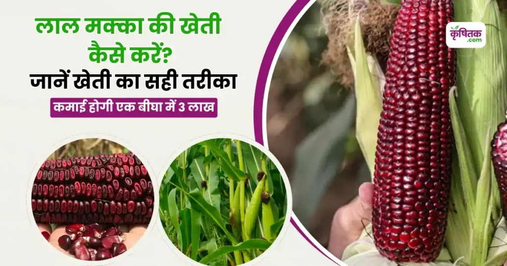 Red Maize Farming