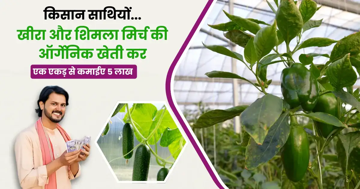 Organic farming of cucumber