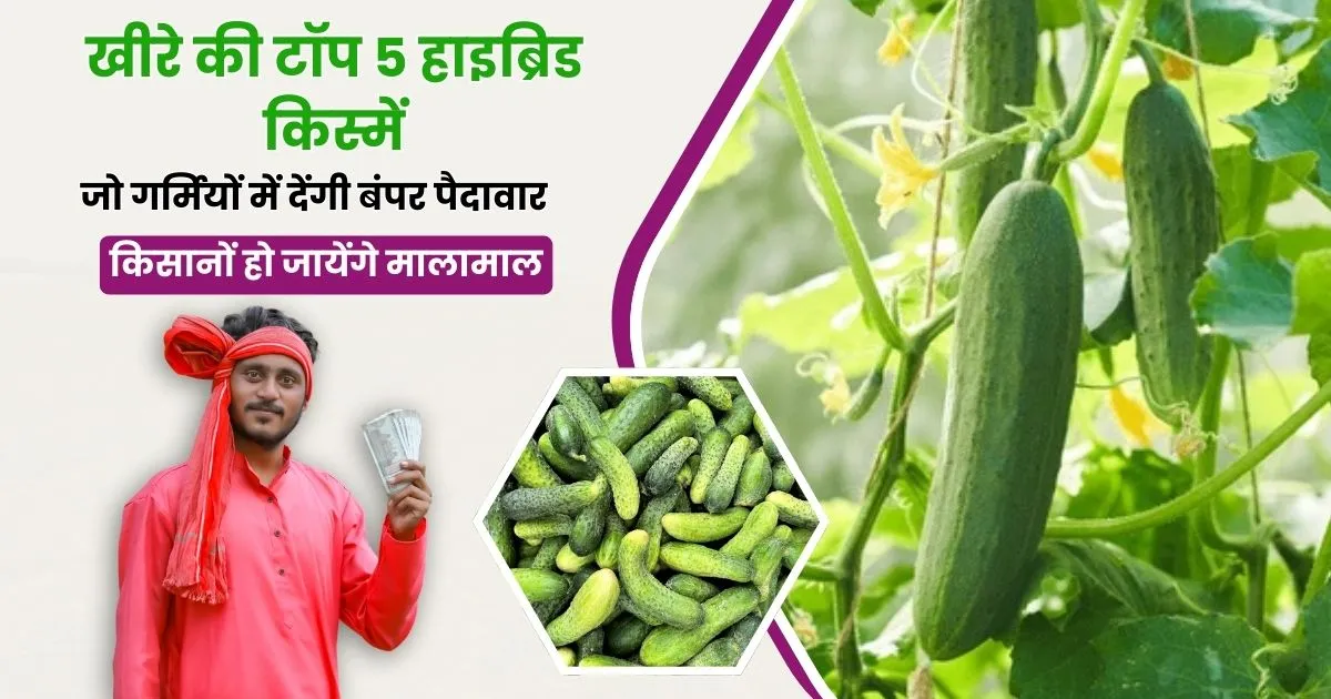 Top 5 Kheera Hybrid Varieties 2025