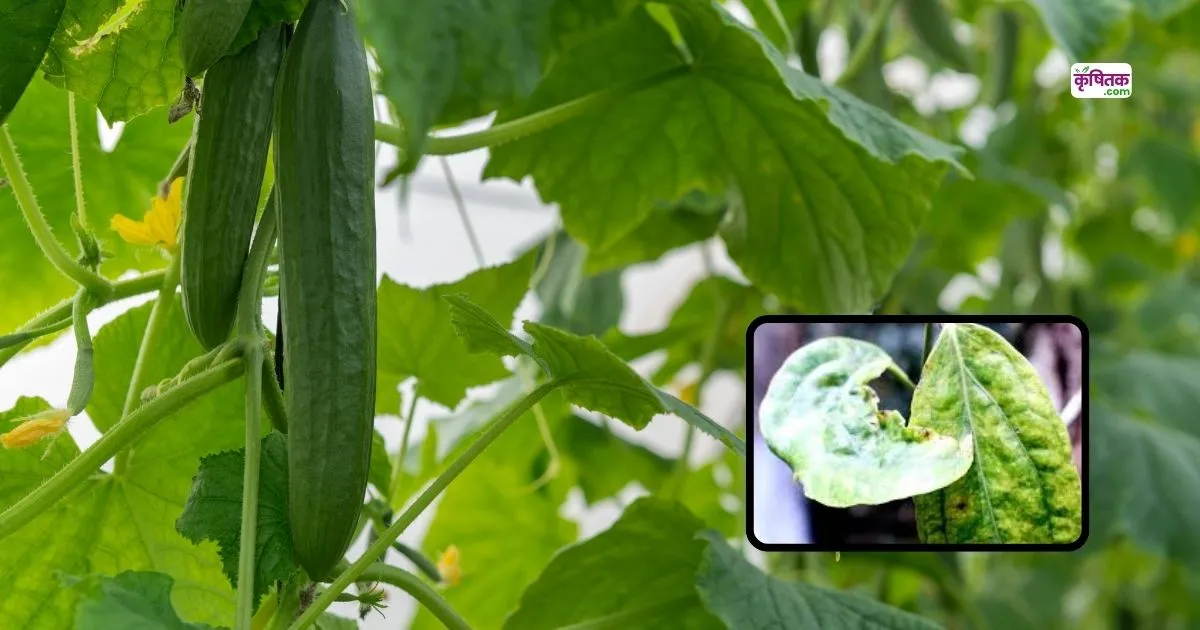 Cucumber Farming tips