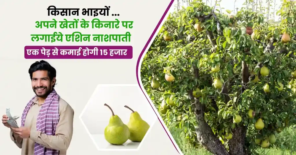 Asian Pear Farming
